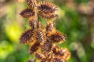 秋の自然観察・ひっつき虫！ 「センダングサ、オナモミ」 厄介者だけど、学びも多い！  拡大してわかる “バカ” の知恵