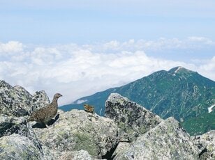 もっと知りたい「ライチョウ」のこと！  大町山岳博物館の元学芸員に聞いた「神の鳥」の “生態”と“人工飼育の今”【長野県大町市】2026年