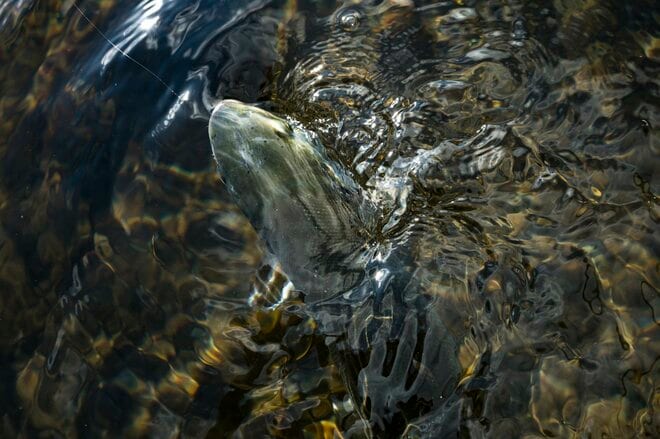 【渓流釣り】難しいほどに夢中になる釣り人の性！  流れに見え隠れする魚体、疑り深いニジマスをどうにか釣りたい一心で2週連続の長距離移動「鮎沢川冬季キャッチ&リリース」 静岡県｜2025年の画像007