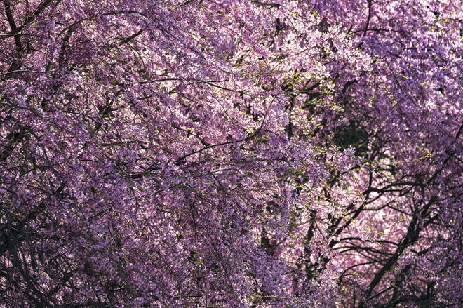 【最高のお花見スポット】信州の山里は花盛り！ 残雪の北アルプスに咲き誇る桜たち「写真映えしすぎる絶景スポットは今が旬！」“番所のベニシダレザクラ” と “立屋のエドヒガンザクラ” 長野県小川村・2022年の画像003