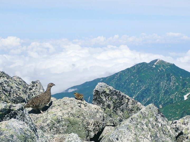 もっと知りたい「ライチョウ」のこと！  大町山岳博物館の元学芸員に聞いた「神の鳥」の “生態”と“人工飼育の今”【長野県大町市】2026年 