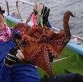 【オフショア釣り】東京湾  夏の新風物詩！「船タコ釣り」解禁初日の釣行で秘密兵器「タコ釣りボール」も実戦投入の成果や如何に！？の画像001