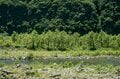【渓流釣り】まるで水生昆虫の見本市！ おびただしい数の虫たちにライズがボコボコ、銀ピカ砲弾ヤマメがロッドを絞る  「感動的な初夏の川辺のシンフォニー」 “千曲川水系” 新潟県・2024年の画像001