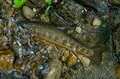 本州で釣れるのは日光・湯川だけ！「フライフィッシングの聖地」で狙うブルックトラウトの画像009
