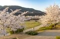 観測史上最速！ 驚愕のスピード！ 「開花からたった2日で満開となった桜が魅せる景色」 善光寺北側・長野市のお花見スポット・城山公園 2022年の画像001