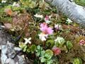 美しく苔むす原生林を歩く「杣添尾根」で八ヶ岳「横岳」へ！  まさに “高山植物の宝庫”  貴重な絶滅危惧種「ツクモグサ」にも会えた！「登山レポ」の画像004
