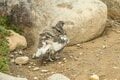 ライチョウ観察は登山道沿いがベスト！ 白馬乗鞍岳・小蓮華山のライチョウ調査へ＜長野県＞の画像003