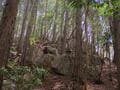 ゴールデンウィークには「ツツジ」が彩る、丹波「向山連山」 ユニーク岩たどる低山縦走＆「黒井城跡」見下す絶景レポート【兵庫県丹波市】の画像004
