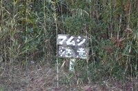 アウトドアで毒蛇・マムシに出くわしたらどうする！？ 活用できる「登山・キャンプギア」と知っておきたい「生態＆対処法」とは？