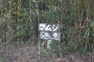 アウトドアで毒蛇・マムシに出くわしたらどうする！？ 活用できる「登山・キャンプギア」と知っておきたい「生態＆対処法」とは？