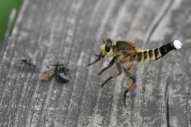 道端で獲物を狙うこの顔に注目！  “亀仙人似のイケオジ“ スズメバチも襲う「最強昆虫」の噂は都市伝説？  意外なほど弱者だった真実に迫る 【東京都 2025年】の画像008