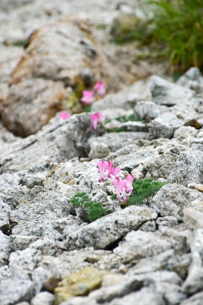 梅雨に逆戻り！？ 高山植物を愛でる山歩き！ ニッコウキスゲ咲き乱れる北アルプス・唐松岳〈長野県〉2022年の画像015