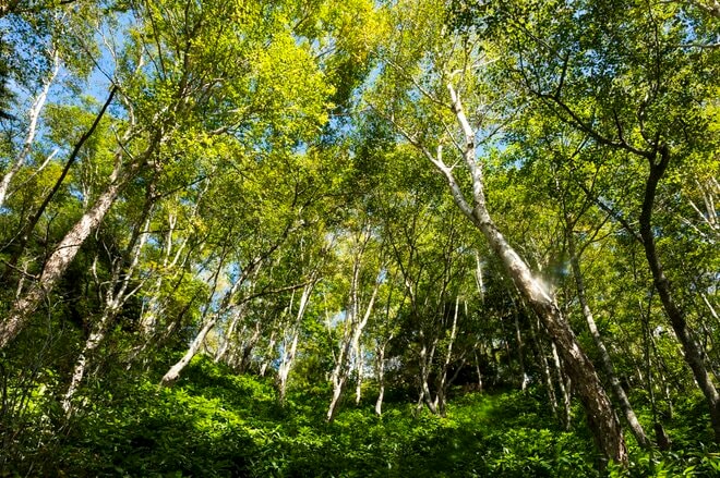 【渓流釣り】思い残すことがないように！  友人を連れて今年一番気になった渓へ「幻の天然コバルトマスはどこへ？」 長野県・2025年の画像001