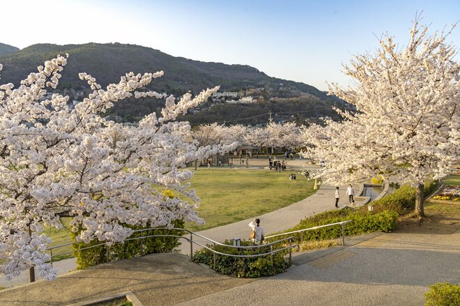 観測史上最速！ 驚愕のスピード！ 「開花からたった2日で満開となった桜が魅せる景色」 善光寺北側・長野市のお花見スポット・城山公園 2022年の画像001