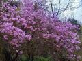 4月は関東百名山のひとつ「浅間嶺」で花ハイキング！  色鮮やか「桜・カタクリ・ツツジ」の彩り＆下山後は名瀑「払沢の滝」も堪能！  現地レポートの画像004