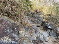 息を呑む「富士山と箱根」のパノラマ絶景！  山頂で名物「なめこ汁」が待つ「初級者向け標準コースタイム3時間」の「金時山」登山レポートの画像003