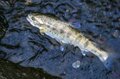 【渓流釣り】黄色い妖精が飛び交う新緑の川辺でフライフィッシング！ 釣れるのはヤマメかイワナか？  トラウトパーク軽井沢・2022年の画像007