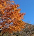 今週末の紅葉見るならどこ？　名所＆人気スポットから最新情報をお届け「WEEKLY紅葉ニュース」【2023年11月第1週】の画像010