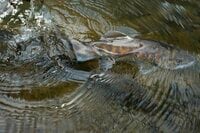 【渓流釣り】シーズン初頭からライズを狙ってサイトフィッシング！ 「春の陽気に高活性のアマゴをドライフライで釣る」 天竜川支流｜2026年2月下旬