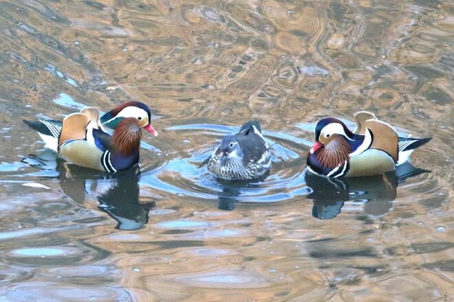 身近な【渡り鳥の世界】「世界一美しいカモ！」 オシドリは本当に仲良し？  激しい恋のバトルを目撃した！の画像009