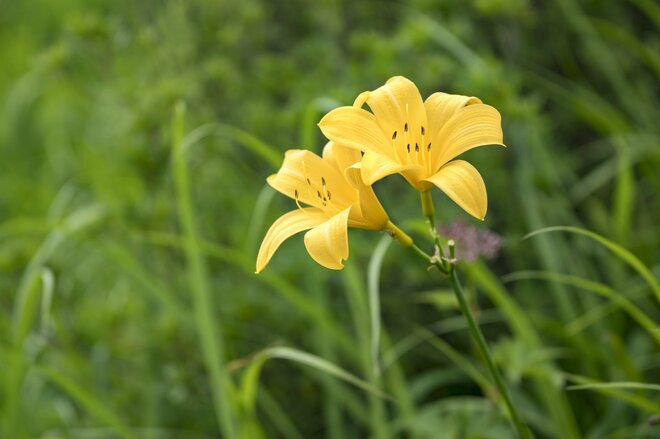 【信州の絶景】心ときめく雲上の稜線歩き！ 八方池「可憐な花々と魅惑のリフレクション」白馬・2022年8月の画像005