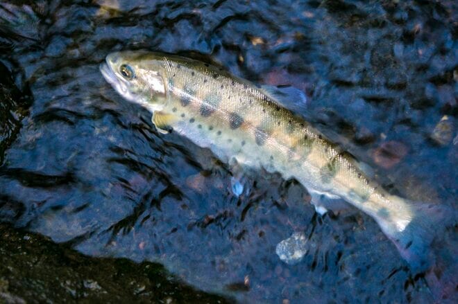 【渓流釣り】黄色い妖精が飛び交う新緑の川辺でフライフィッシング！ 釣れるのはヤマメかイワナか？  トラウトパーク軽井沢・2022年の画像007
