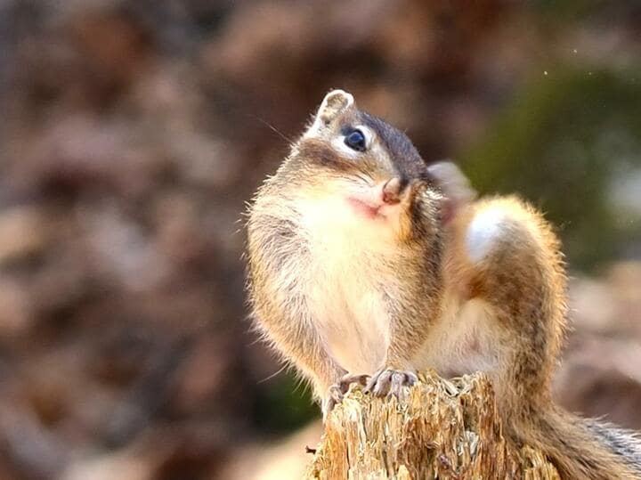 山頂からは大パノラマ＆冬眠明けのシマリスウォッチングも！  春を迎える「鉢伏山」4月登山レポ【長野県松本市・岡谷市】 