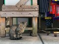 リニューアルされた今では懐かしい「那覇市第一牧志公設市場」風景……「マチグヮーは島猫ラビリンス」【琉球島猫百景 アーカイブ #12／沖縄県那覇市】の画像004