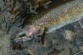 【渓流釣り】梅雨時期なのに渇水気味の渓でフライフィッシング「逃げた魚は大きかった」長野県・姫川水系の画像004