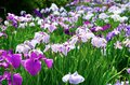 梅雨空の絶景！  東京23区に咲く花菖蒲の4名所「堀切菖蒲園」「水元公園」「小岩菖蒲園」「しょうぶ沼公園」で江戸の風流を感じる【東京都・葛飾区/江戸川区/足立区】の画像019