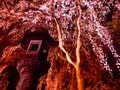 満開御礼！ ご当地名物 “スルテン” 片手に桜吹雪のトンネルを歩きに行こう！「高田城址公園」新潟県上越市・2023年の画像002