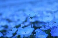 「見ごろのピーク」を迎える、国営ひたち海浜公園「ネモフィラ」  一度は見たい！ 青一色に染まる「みはらしの丘」の絶景