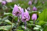 【花巡り】南関東最大級の「カタクリの群生地」で紫色のじゅうたんと早春の花を満喫！  “数万株に一つの貴重なシロバナカタクリも”【神奈川県 2025年】