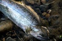 【渓流釣り】まるで水生昆虫の見本市！ おびただしい数の虫たちにライズがボコボコ、銀ピカ砲弾ヤマメがロッドを絞る  「感動的な初夏の川辺のシンフォニー」 “千曲川水系” 新潟県・2024年