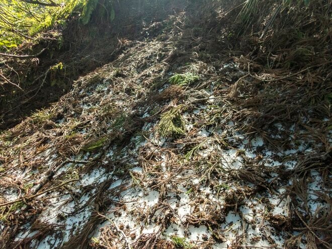 【渓流釣り】雪代トラウトを求めて県境を彷徨うフライフィッシング！ 日本一の川の支流「釣れたのに悲しい」渓流魚の正体とは 《長野県・新潟県 》2023年の画像002