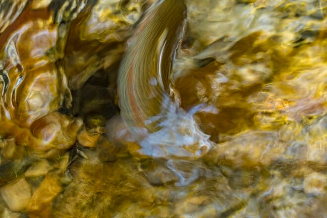 もみじ狩りと渓流釣りが同時に楽しめると評判！  山梨県の管釣り「奈良子釣りセンター」に行ってみた！の画像004