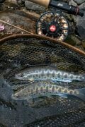 【渓流釣り】タニウツギが彩る初夏の渓、高活性のヤマメがダブルヒット！  イワナはかなり渋かった   新潟県｜2026年の画像003