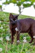 北谷の国際色豊かなビーチサイドで暮らす島猫たちに、ちむどんどん！？「沖縄アメリカ村のボーダーレスキャッツ」【琉球島猫百景 vol.14／沖縄県北谷町】の画像006