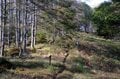 【首都圏近郊】1時間半で登頂できる山梨の隠れ名山「小楢山」紅葉の見頃はもうすぐ！の画像014