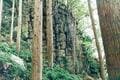 低標高で初心者にもおすすめ！  和歌山県の難読山「章魚頭婆山・嶽の森山・重畳山」の「特長と珍スポット」の画像004