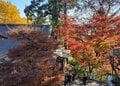 「ミシュラン三つ星」の絶景地「高尾山」で紅葉ハイキング！  しっかり歩ける「稲荷山コース」＆フォトスポットの人気吊橋「4号路」で秋景色を堪能！の画像001