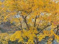 いよいよ秋の行楽シーズン到来！ 「紅葉スポット」で必ず役立つ「便利アイテム」7選！  これから来る「見ごろ」を楽しむために