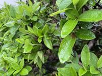 梅雨シーズン到来！ テント設置場所は道具は？...ほか「雨の日キャンプ」の注意点とは？