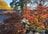 「ミシュラン三つ星」の絶景地「高尾山」で紅葉ハイキング！  しっかり歩ける「稲荷山コース」＆フォトスポットの人気吊橋「4号路」で秋景色を堪能！の画像001