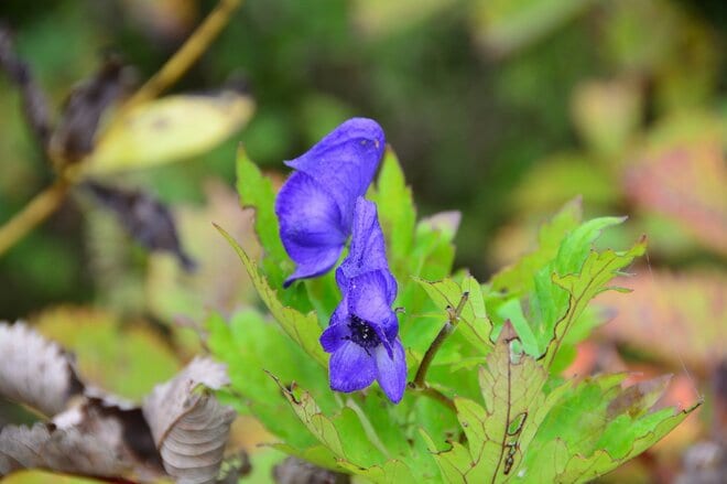 紅葉シーズン最盛期間近！「白馬五竜高山植物園」 一足早い秋の高原を彩る国内外の“高山植物の競演”に酔うの画像005