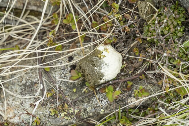 ライチョウ観察は登山道沿いがベスト！ 白馬乗鞍岳・小蓮華山のライチョウ調査へ＜長野県＞の画像008