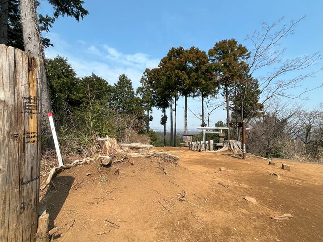 【花巡り】南関東最大級の「カタクリの群生地」で紫色のじゅうたんと早春の花を満喫！  “数万株に一つの貴重なシロバナカタクリも”【神奈川県 2025年】の画像001