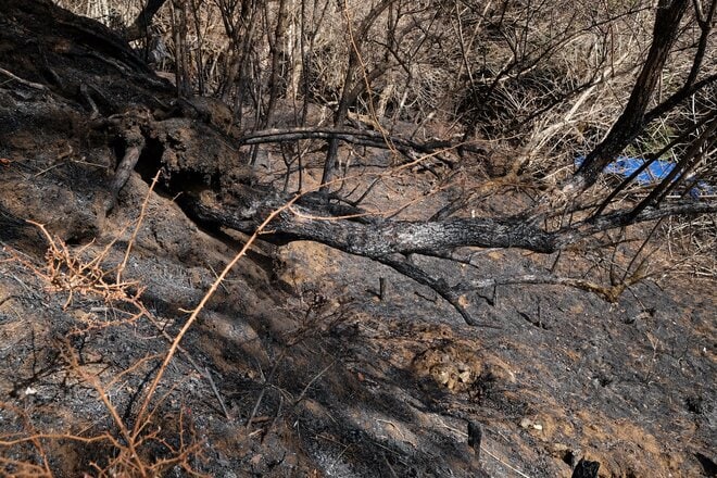 【各地で相次ぐ山火事】丹沢の人気ルート「大倉尾根」の通行止めが解除の画像006