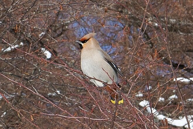 【春の雪山登山入門におすすめ】気軽に楽しめる絶景雪山ルート「湯ノ丸山」への画像011
