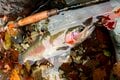 紀伊山地を流れる“天の川” 見惚れるほど麗しい！ 「みたらい渓谷」紅葉の渓谷美！  “冬季ニジマス管理釣り場”で良型ニジマスを狙う 【奈良県天川村】 2024年の画像006